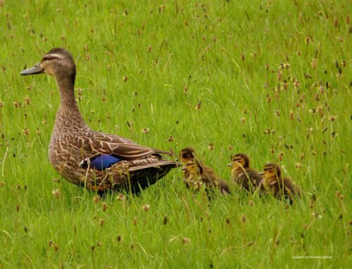 nachFolgen – newsletter April