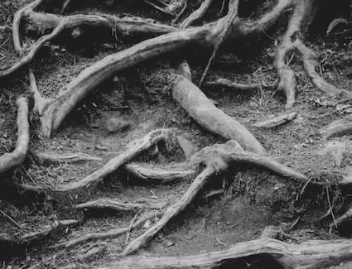 Verwurzelt sein – newsletter März 26